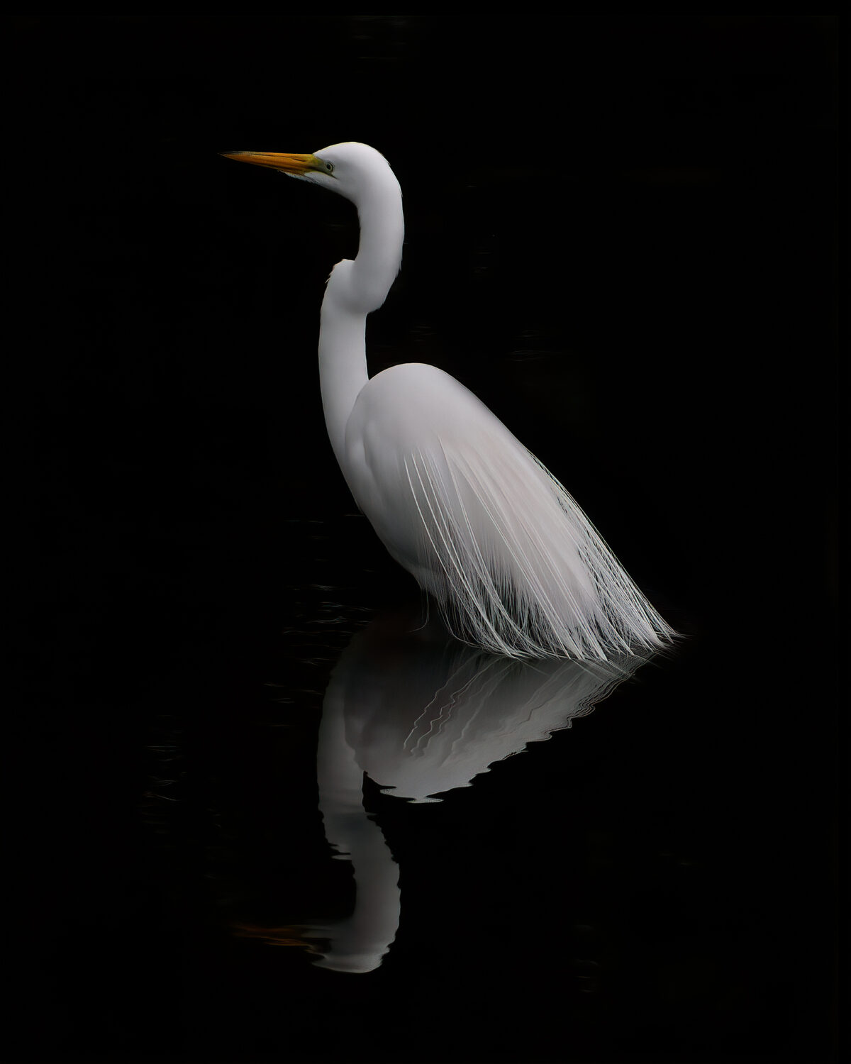Egret Reflection by Linda ONeill