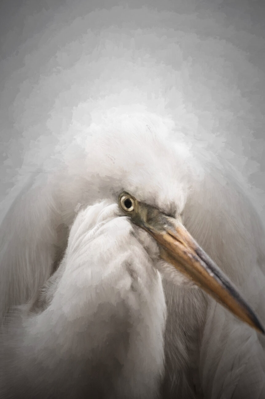 The GREAT WHITE Egret